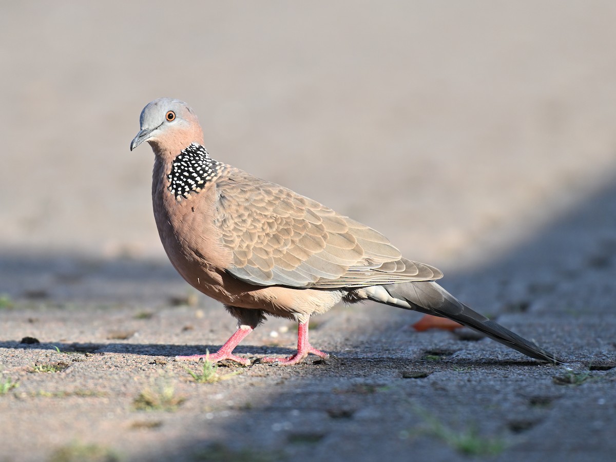Spotted Dove - ML642012482