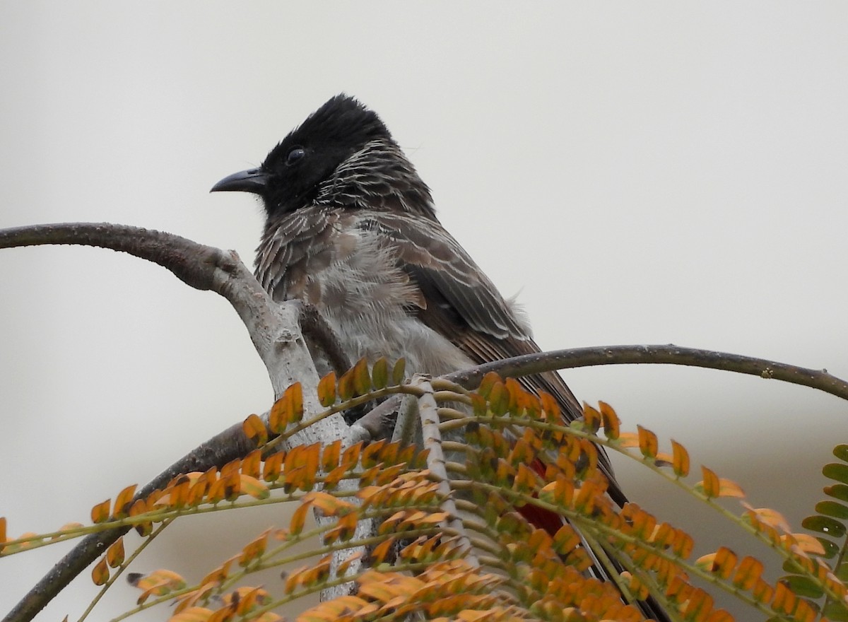Red-vented Bulbul - ML642012483