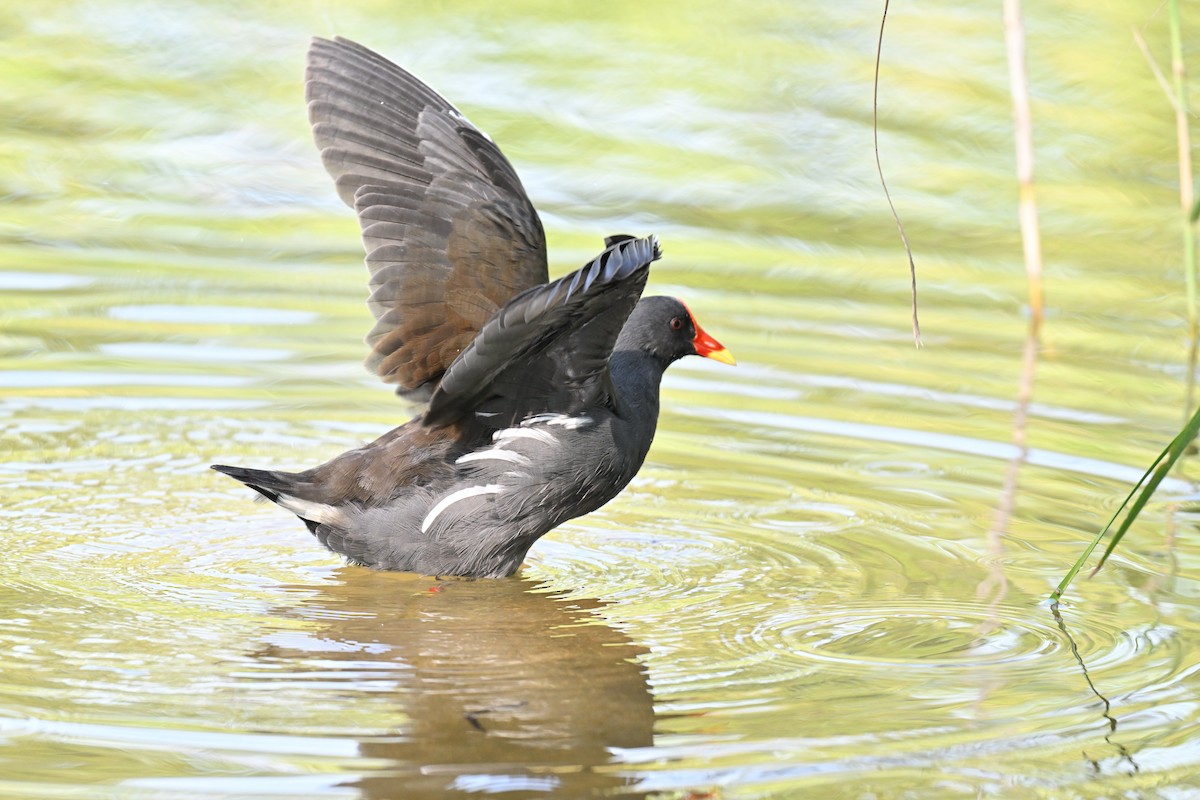 Eurasian Moorhen - ML642012488