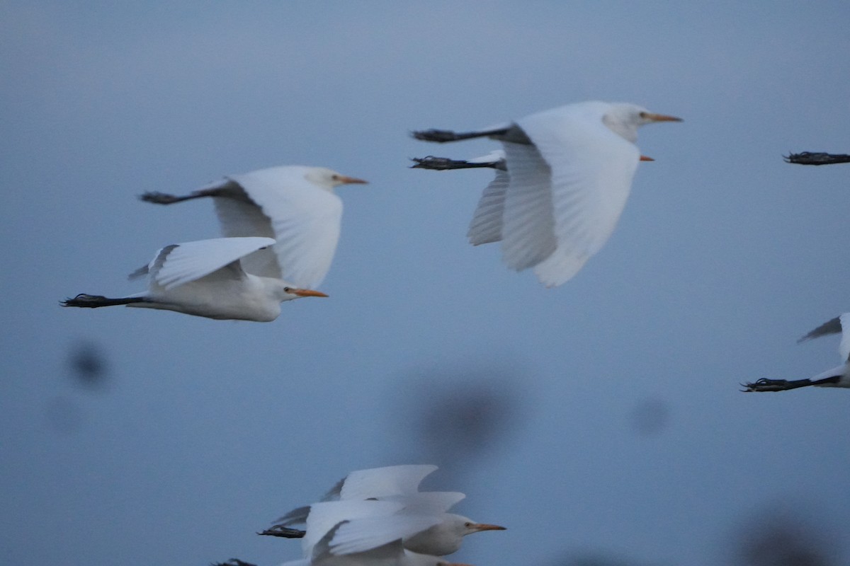 Western Cattle-Egret - ML642012498