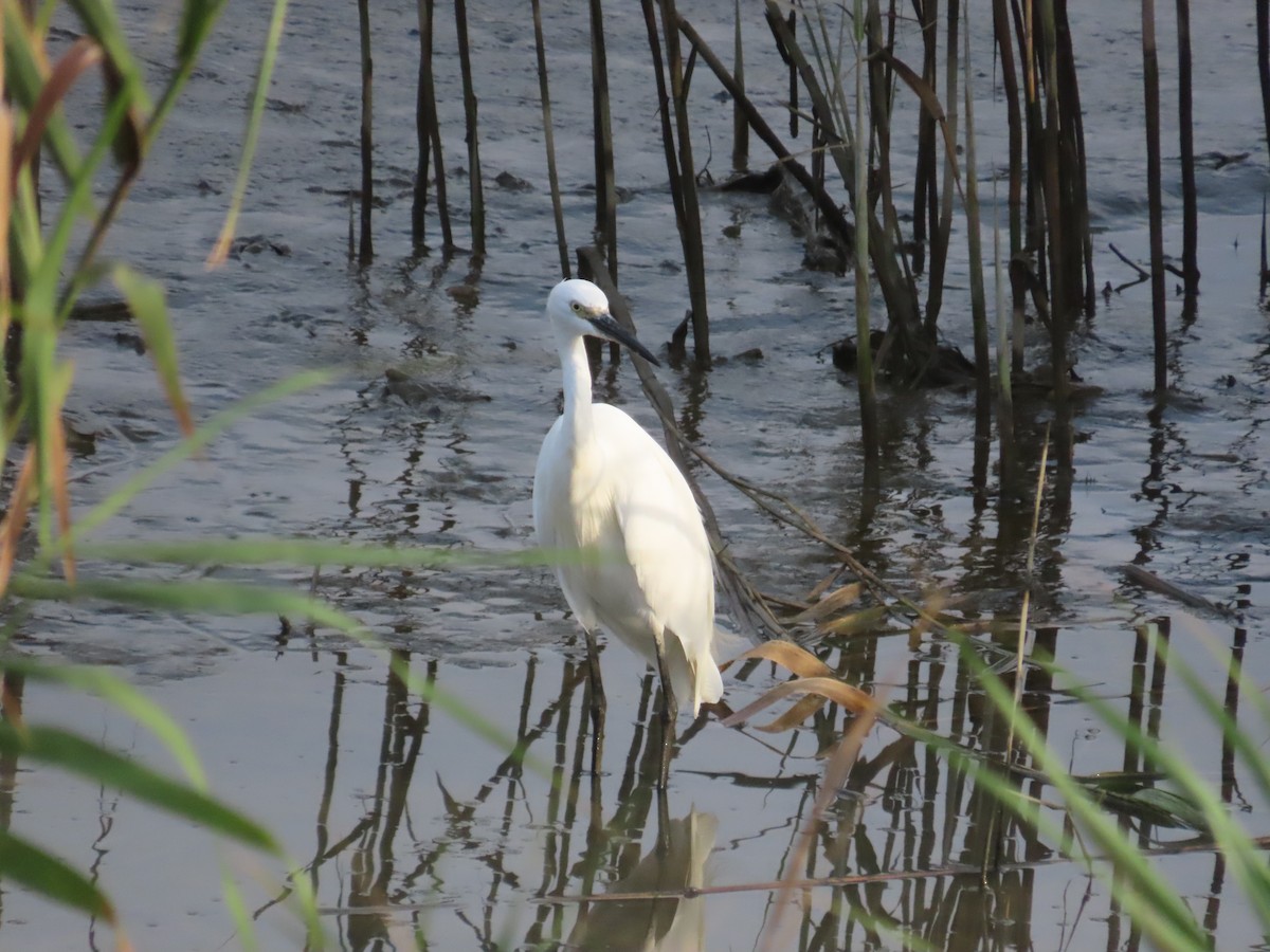 Little Egret - ML642012499