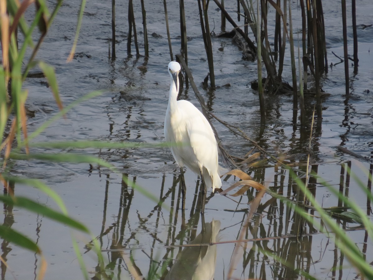 Little Egret - ML642012500