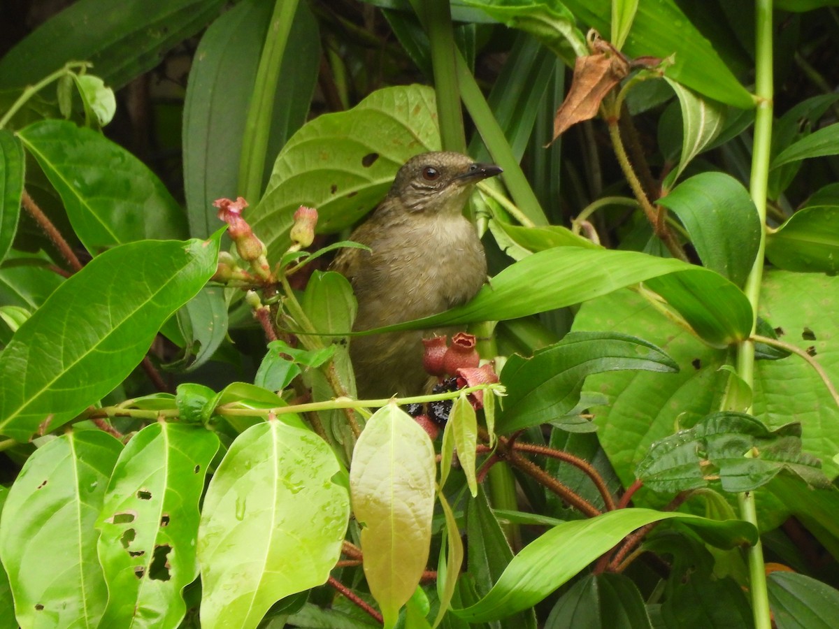 Olive-winged Bulbul - ML642012503