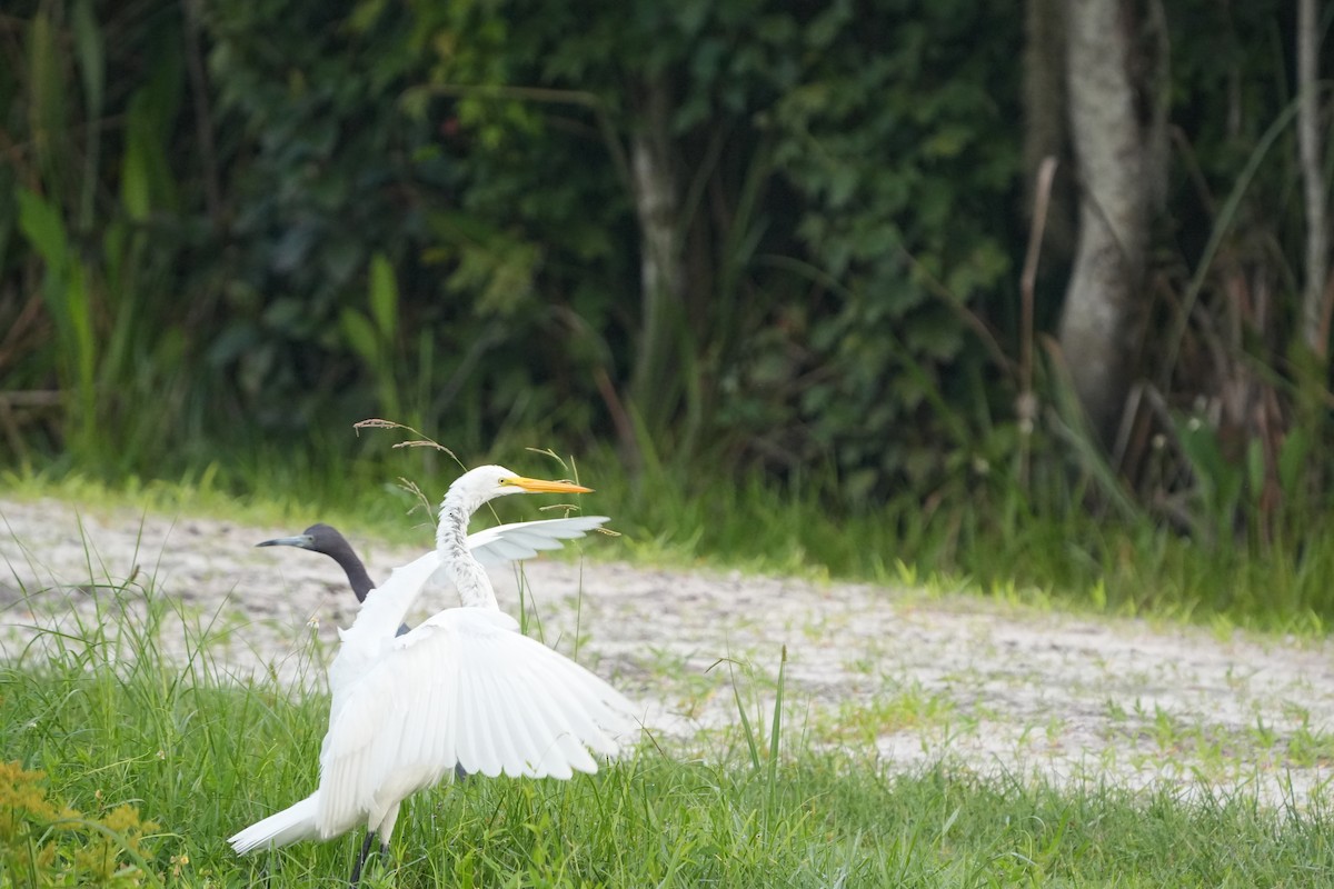 Great Egret - ML642012507