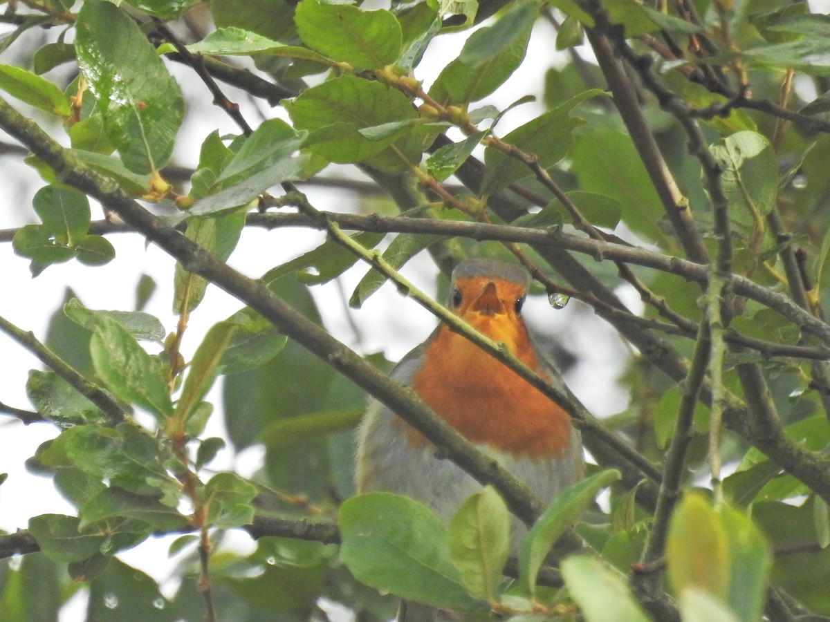 Txantxangorria - ML642012514