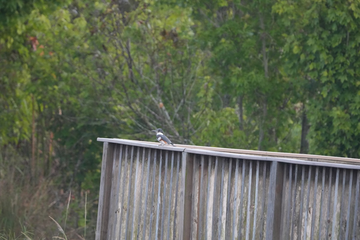 Belted Kingfisher - ML642012516