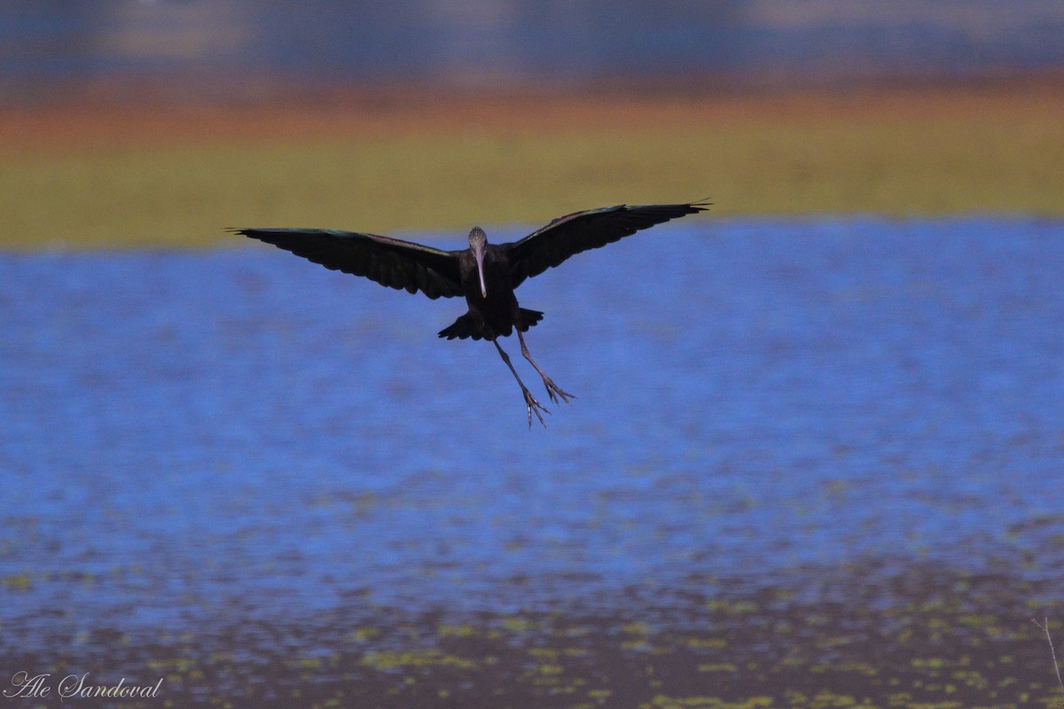 White-faced Ibis - ML642012521
