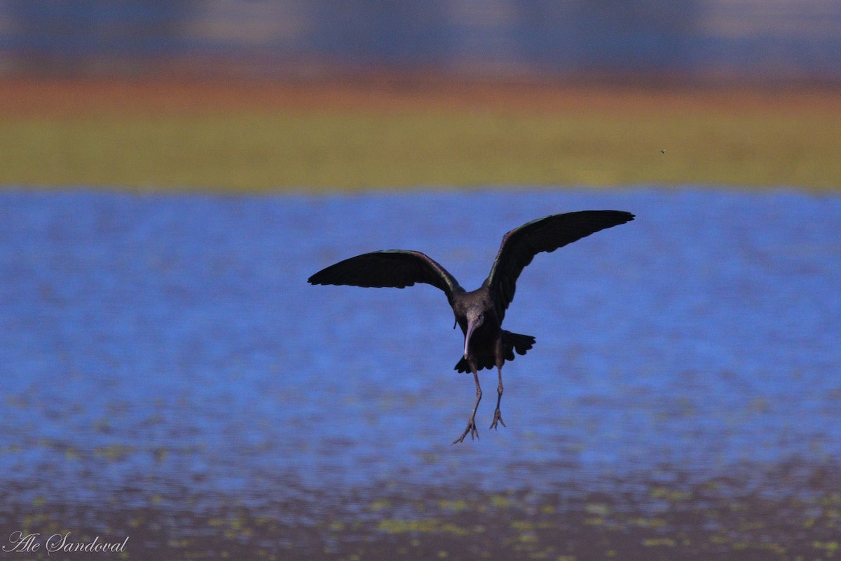 White-faced Ibis - ML642012522