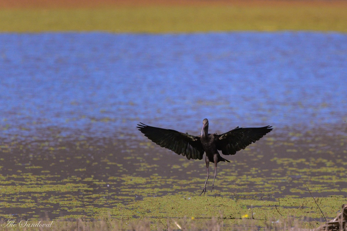White-faced Ibis - ML642012523