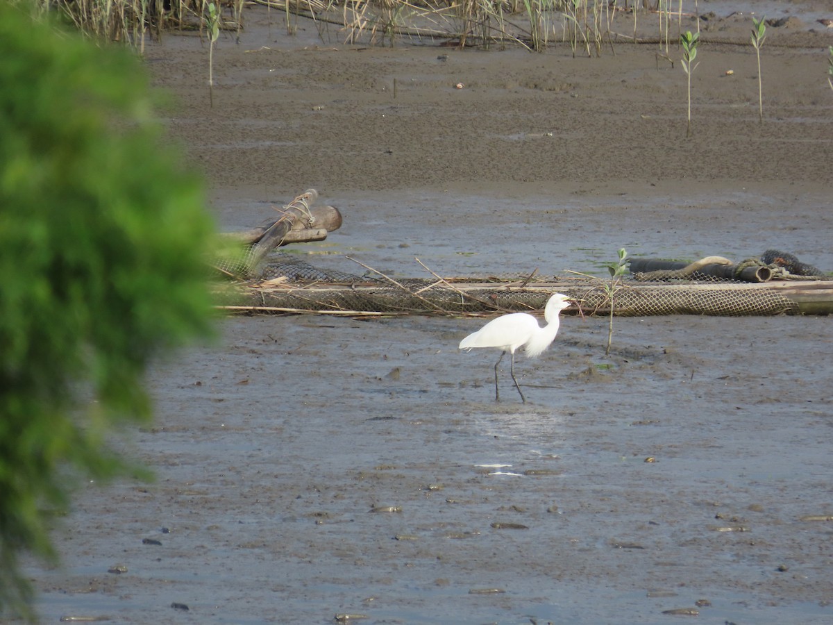 Medium Egret - ML642012527