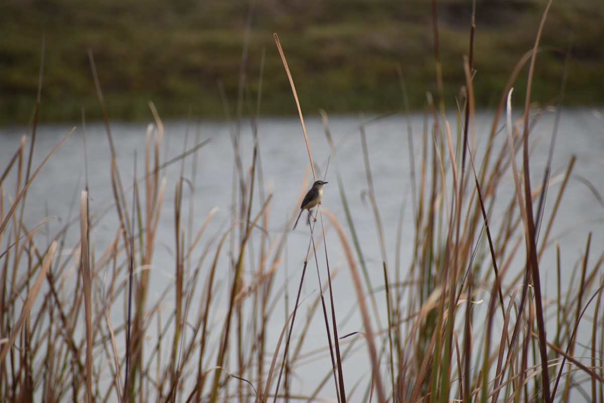 Prinia Sencilla - ML642012532