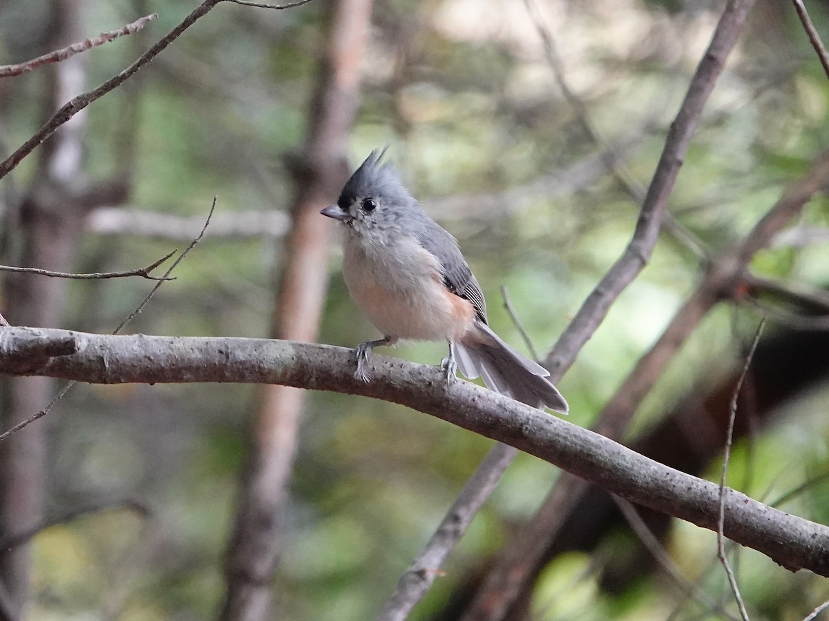 Tufted Titmouse - ML642012534
