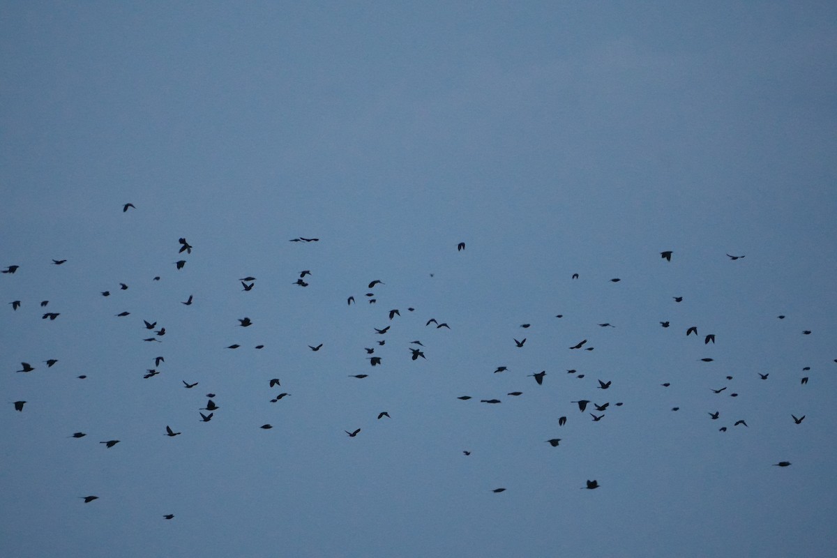 Common Grackle - ML642012535