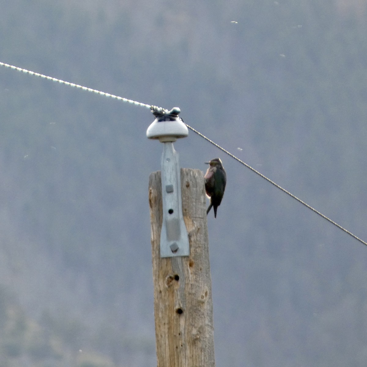 Lewis's Woodpecker - ML642012545