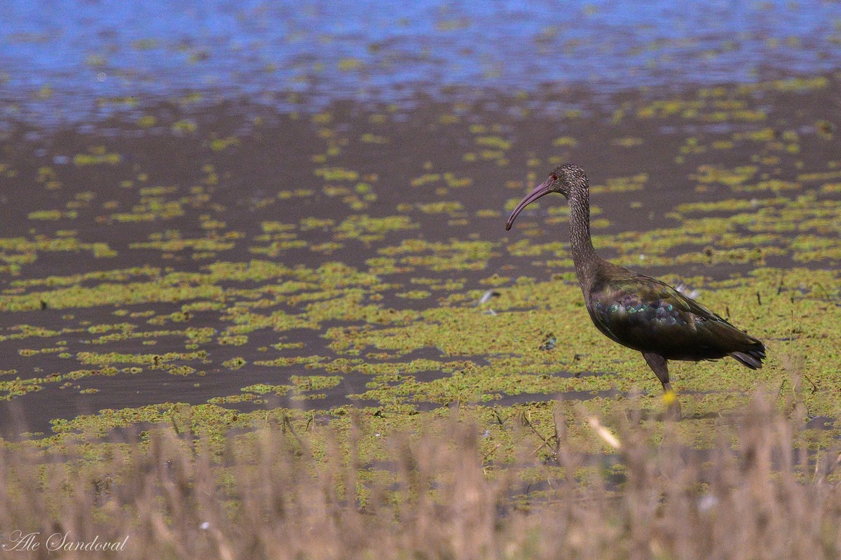 White-faced Ibis - ML642012555