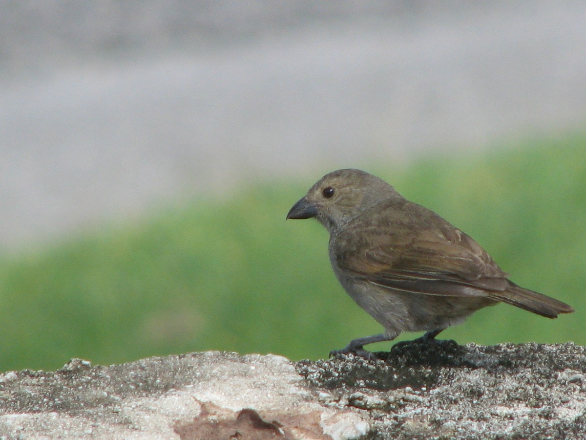 Barbados Bullfinch - ML642012565