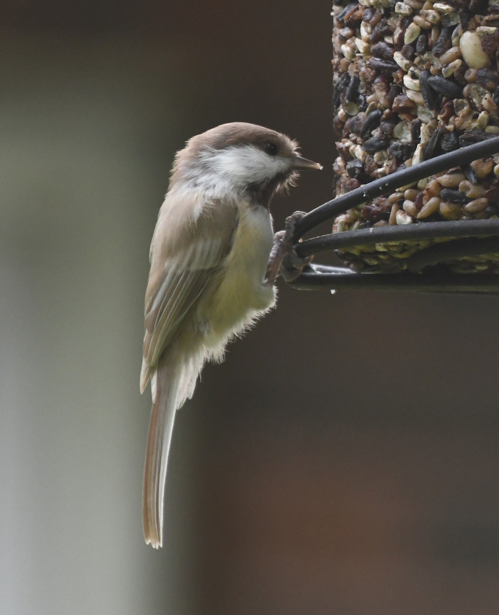Black-capped Chickadee - ML642012567