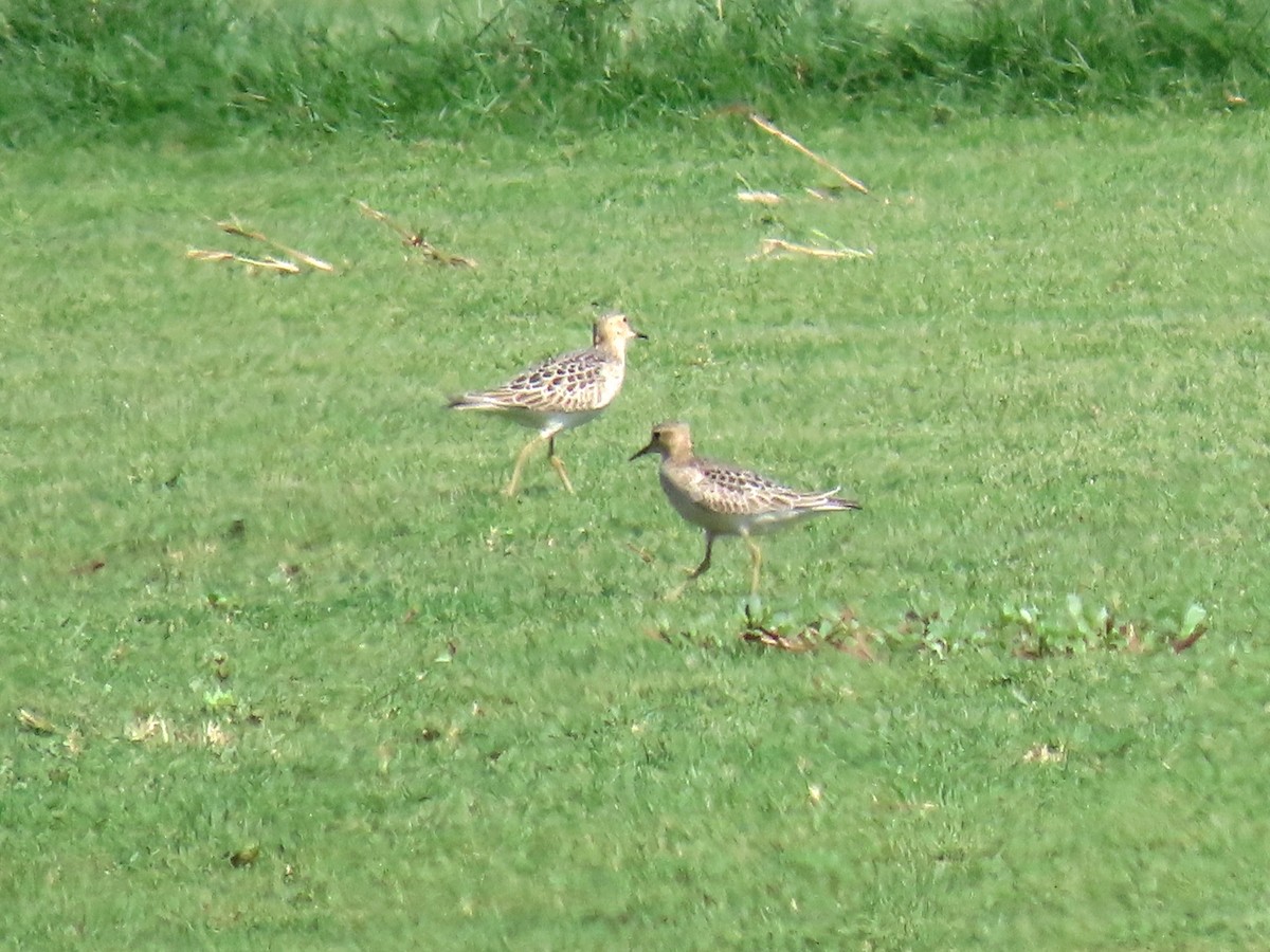 Buff-breasted Sandpiper - ML642012568