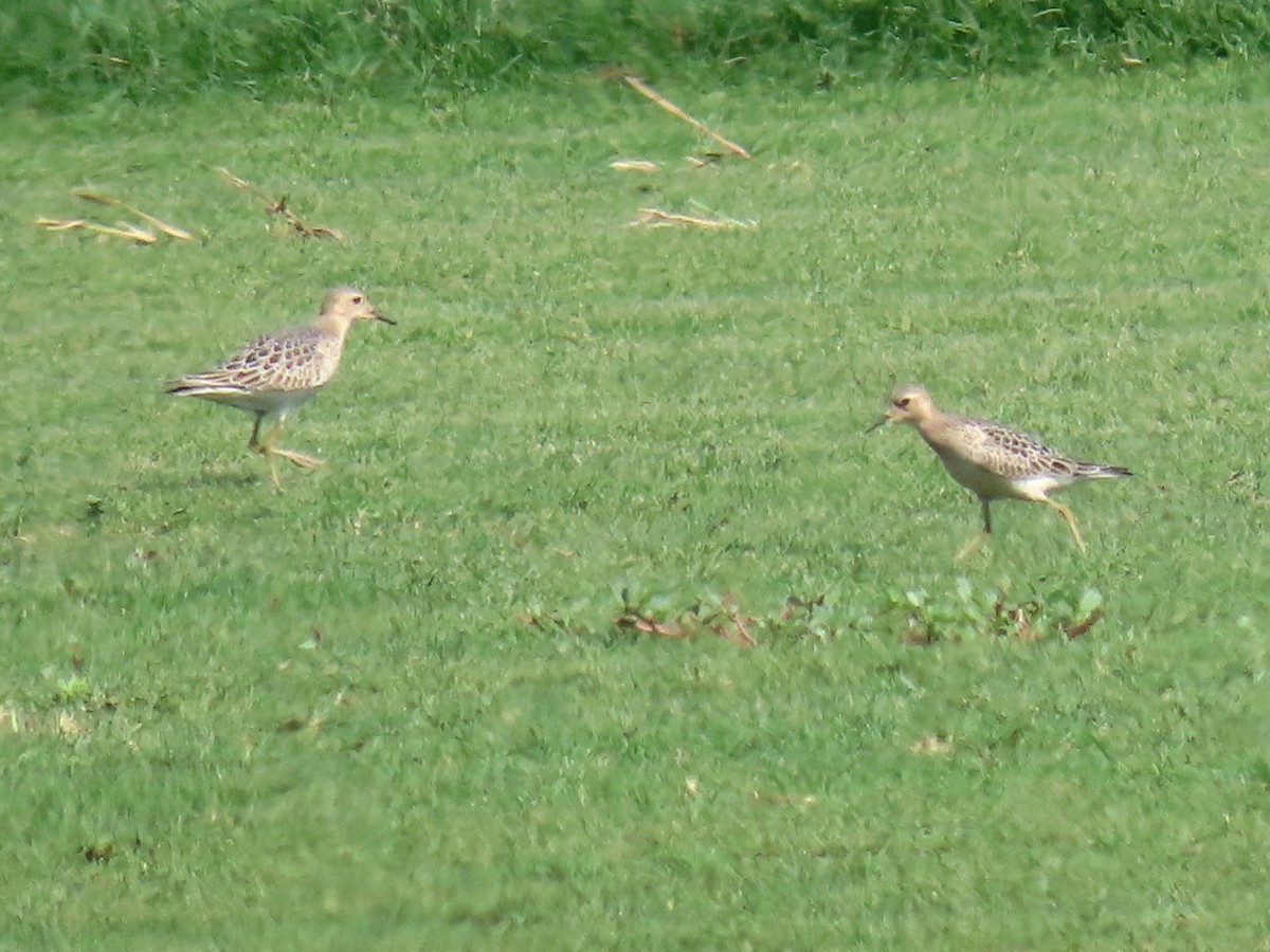 Buff-breasted Sandpiper - ML642012569