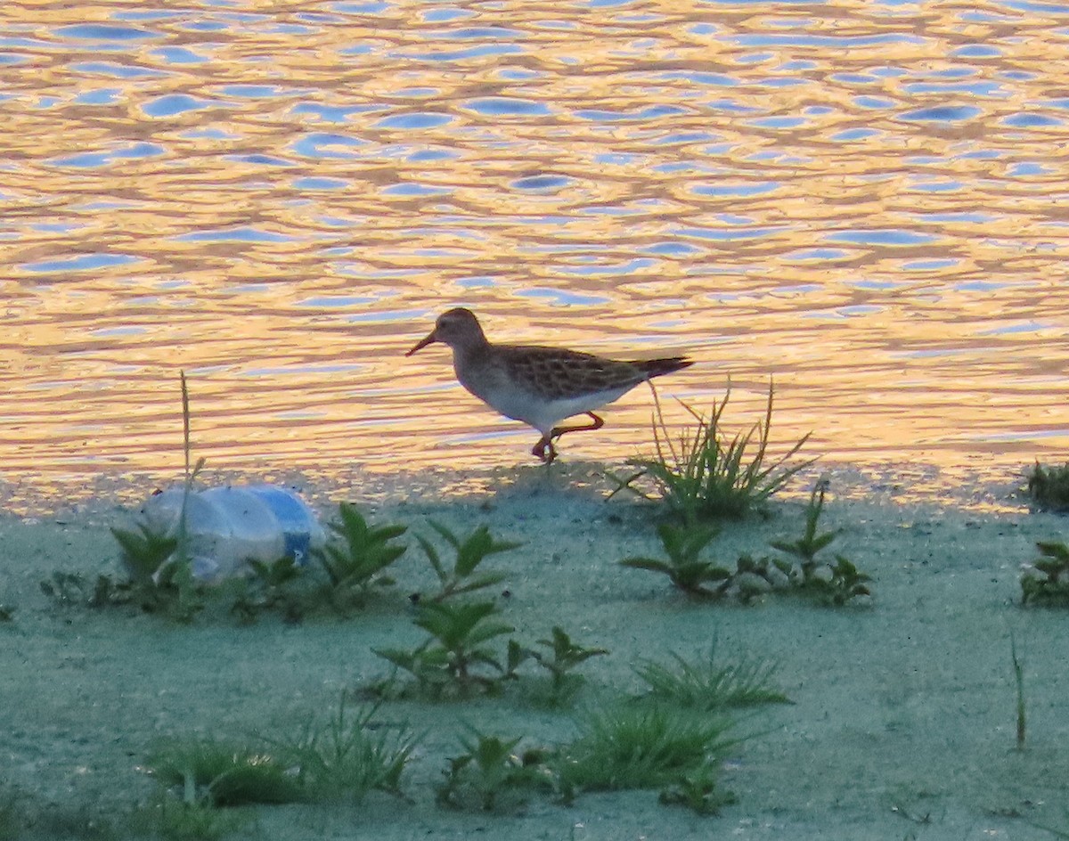 Bécasseau à poitrine cendrée - ML642012575
