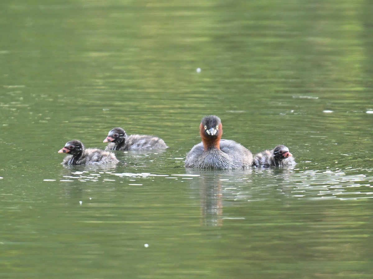 Little Grebe - ML642012578