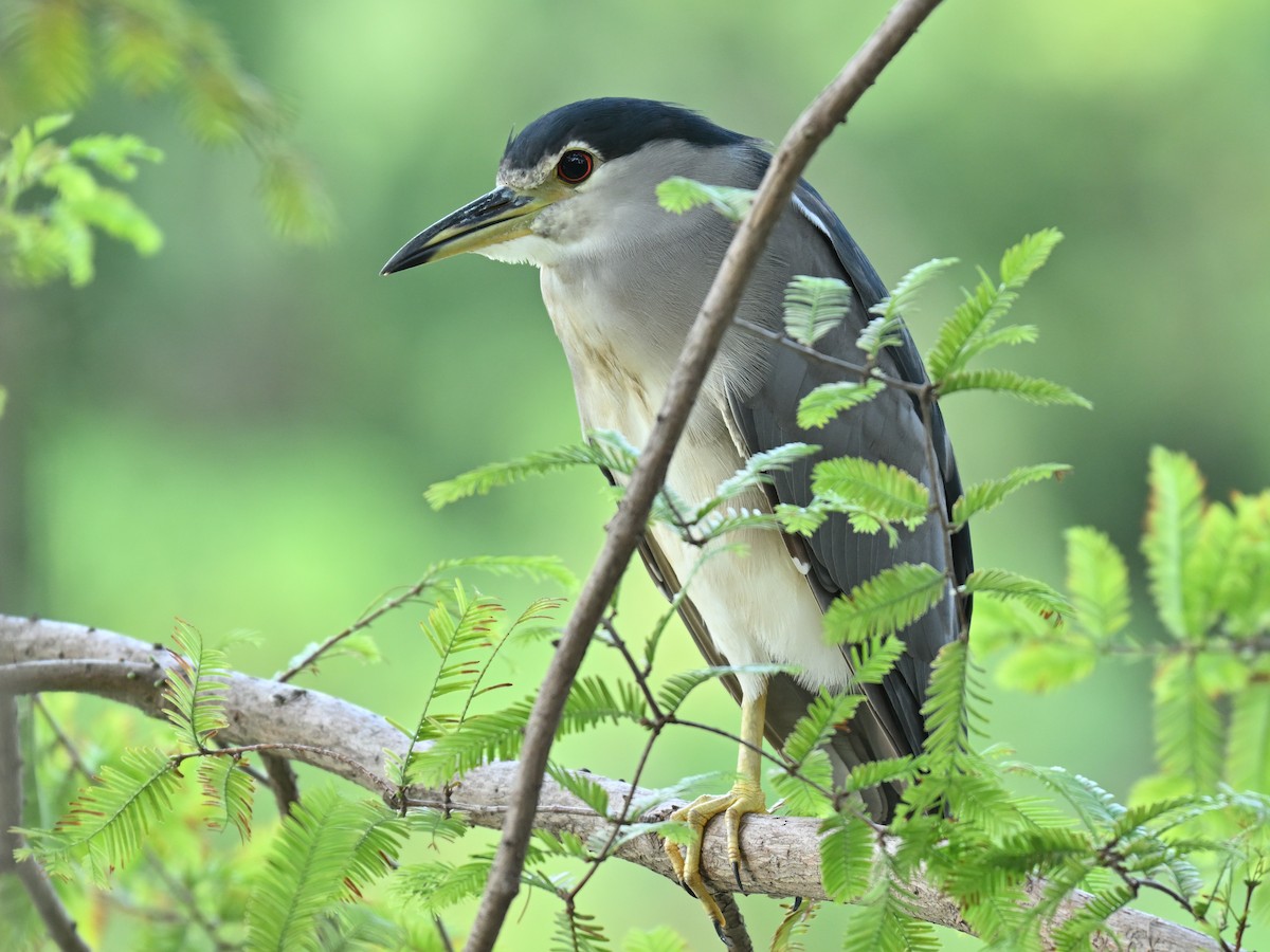 Black-crowned Night Heron - ML642012580