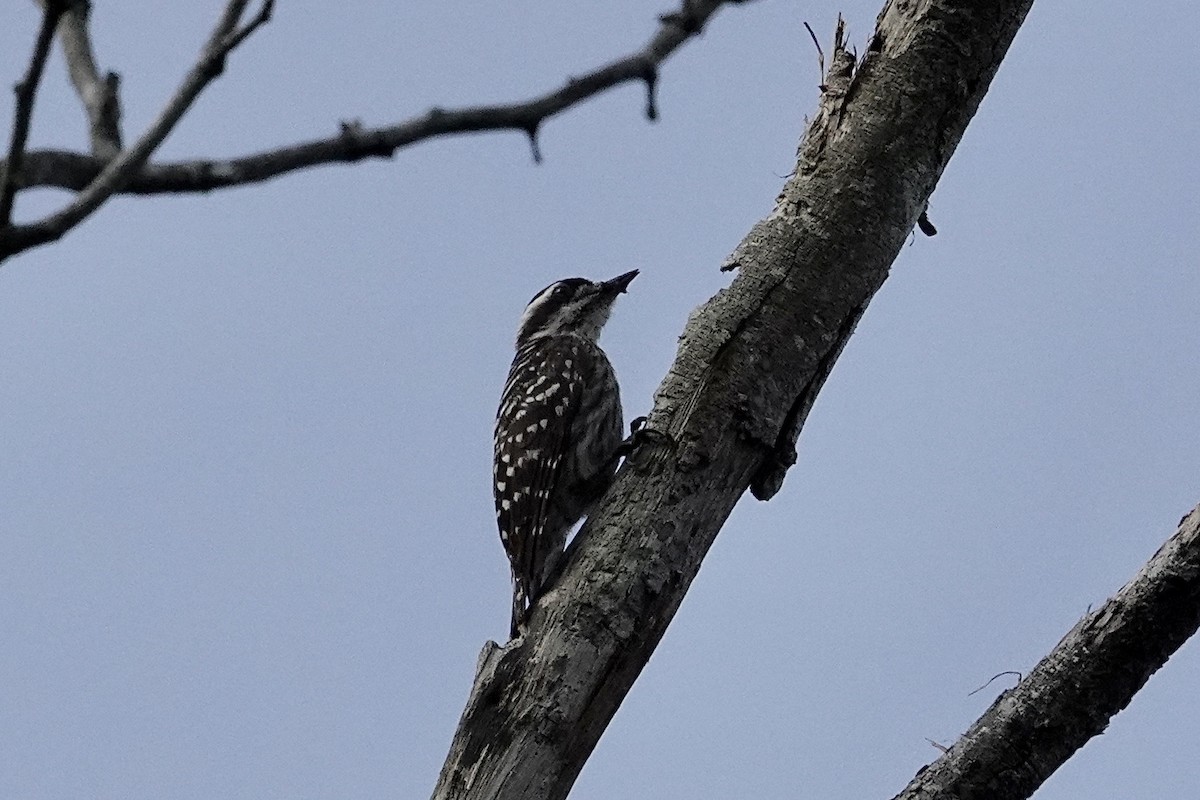 Sunda Pygmy Woodpecker - ML642012581