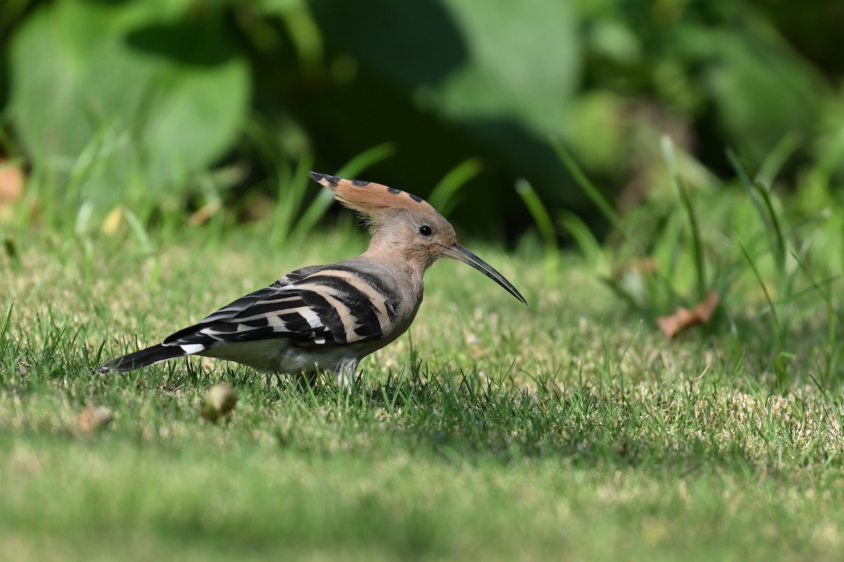 Eurasian Hoopoe - ML642012587