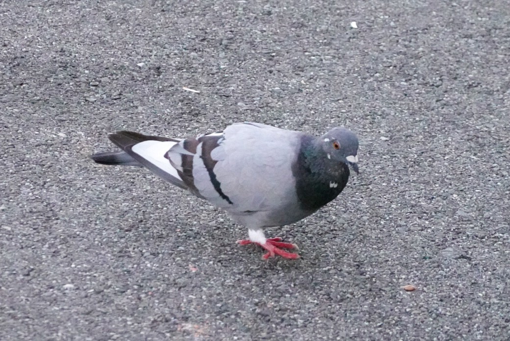 Kaya Güvercini (şehir güvercini) - ML642012601