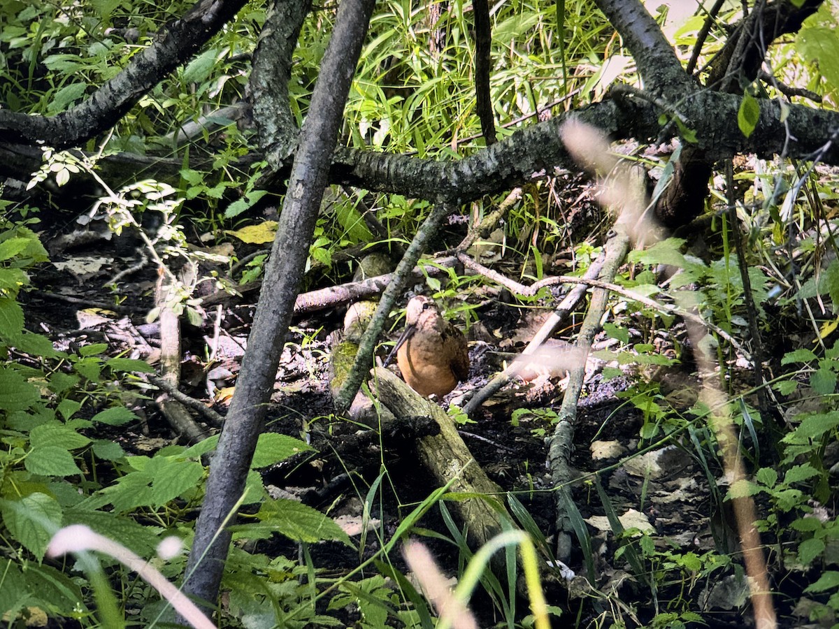 American Woodcock - ML642012605