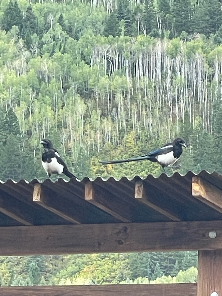 Black-billed Magpie - ML642012608