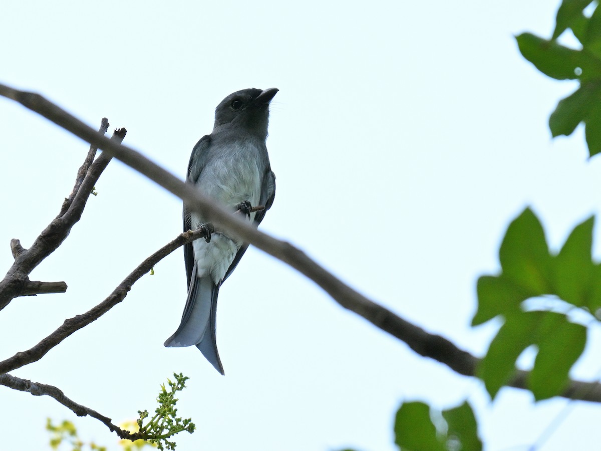 drongo černý - ML642012620