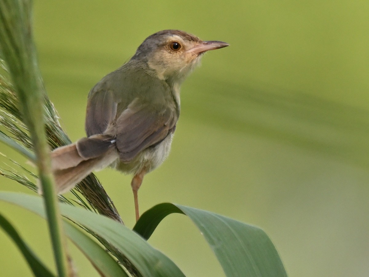Prinia Sencilla - ML642012628