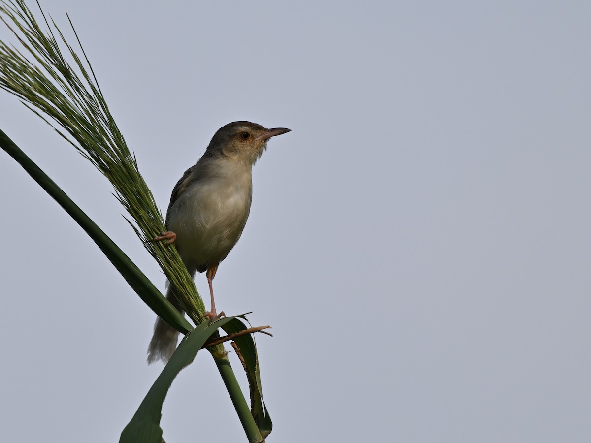 Prinia Sencilla - ML642012629