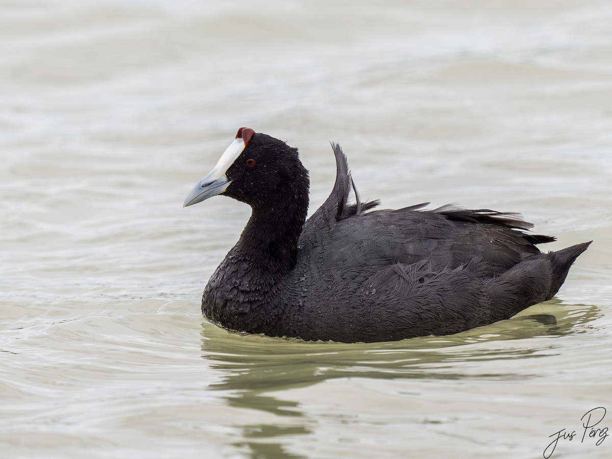 Red-knobbed Coot - ML642012637