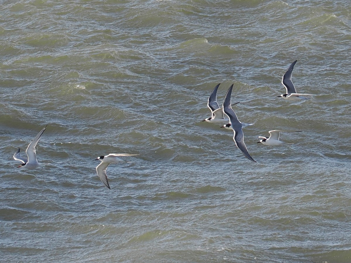 Common Tern - ML642012647