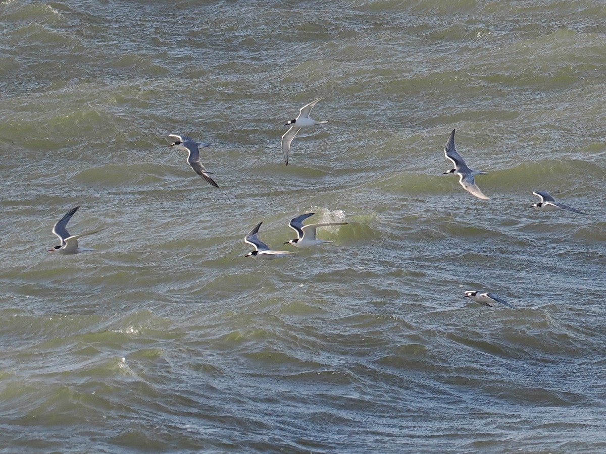Common Tern - ML642012648