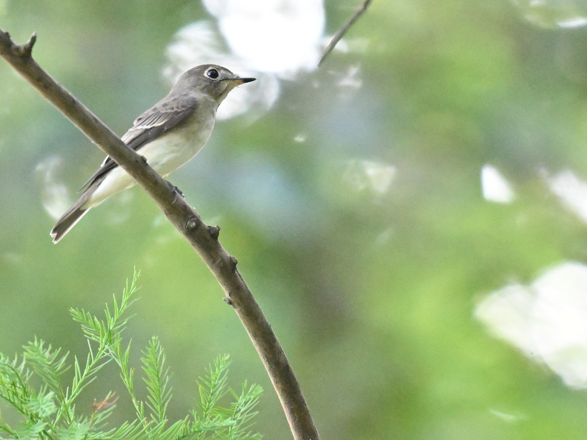 Asian Brown Flycatcher - ML642012654