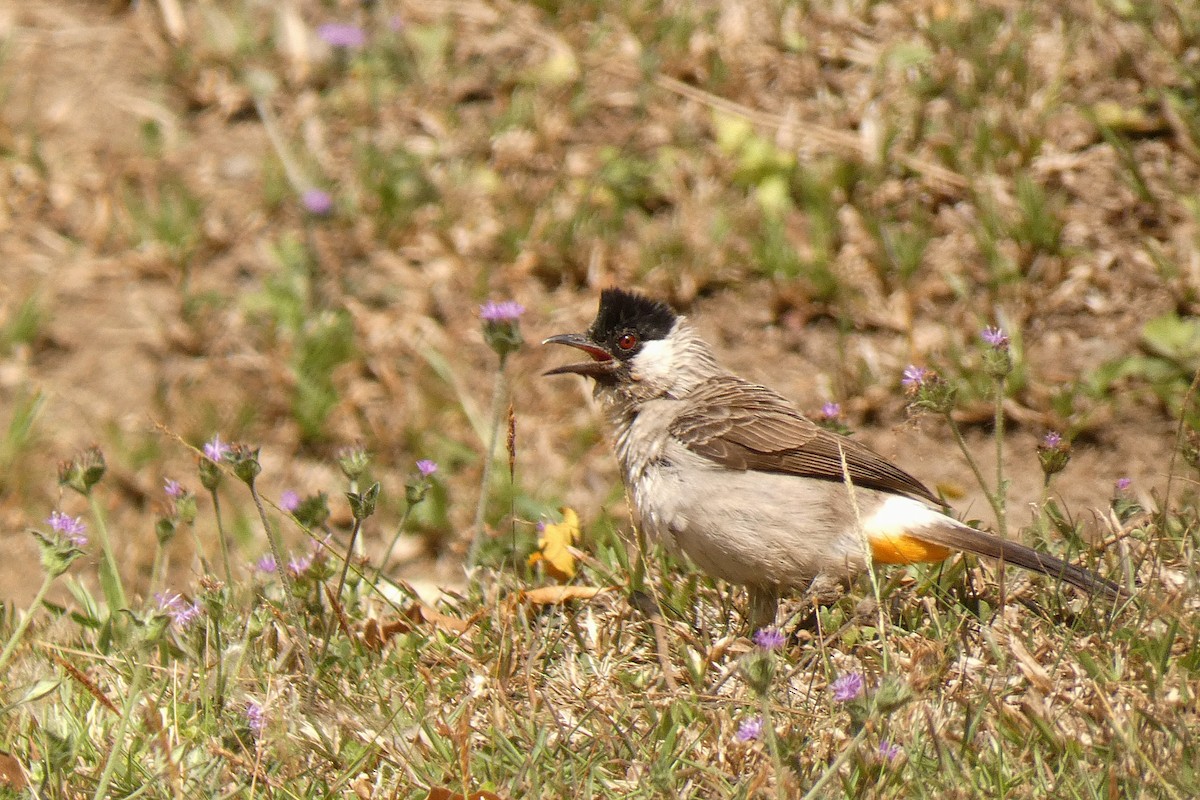 Bulbul Ventridorado - ML642012655