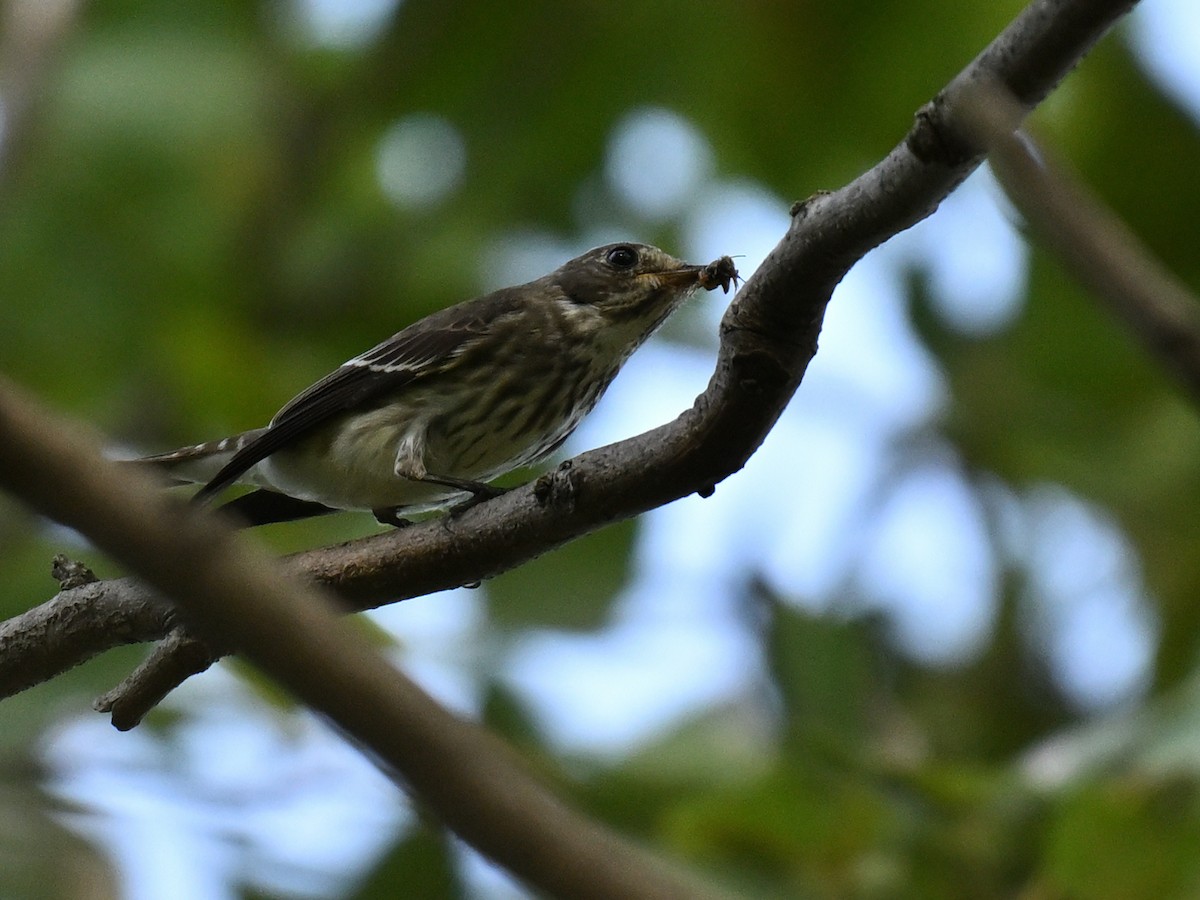 Gray-streaked Flycatcher - ML642012657