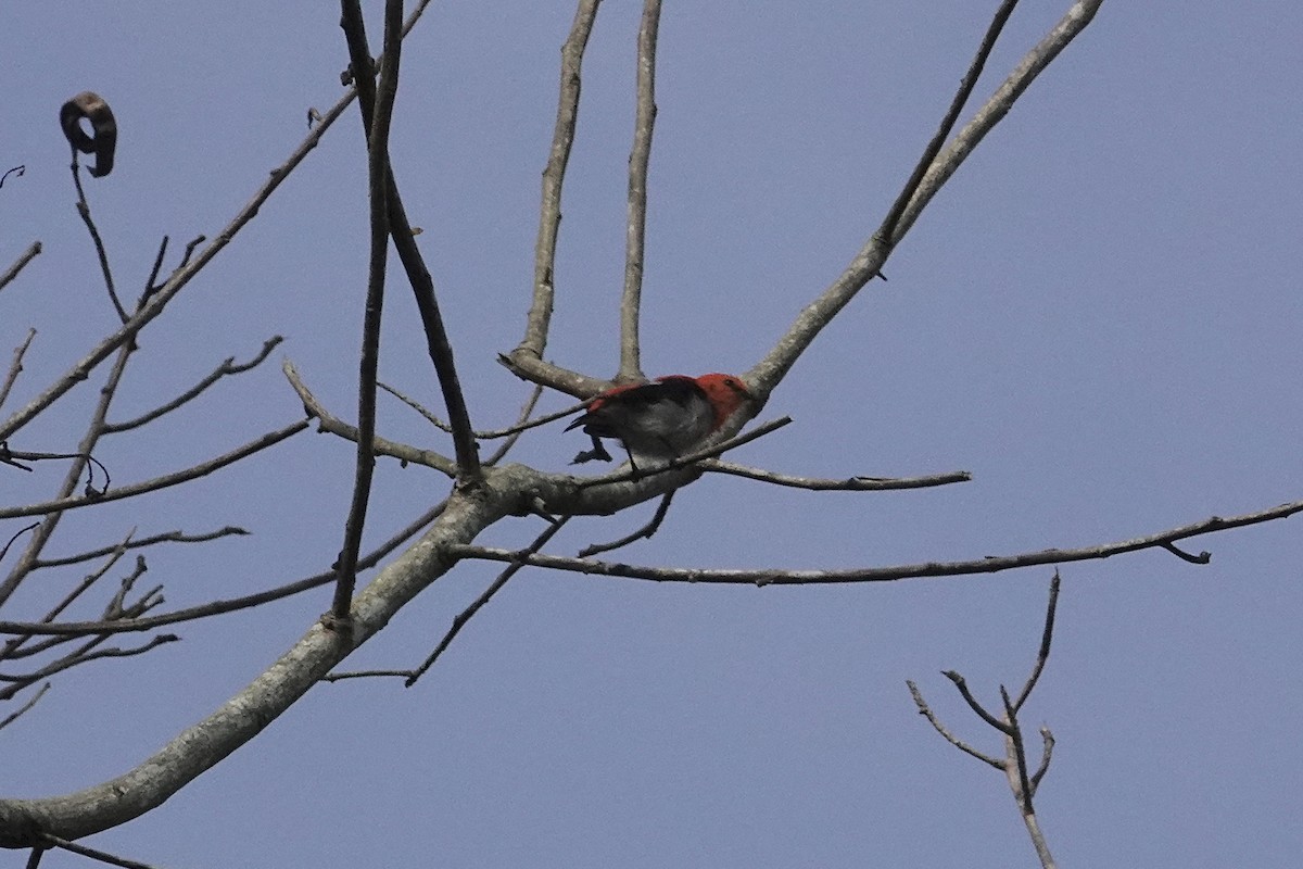 Scarlet-headed Flowerpecker - ML642012658