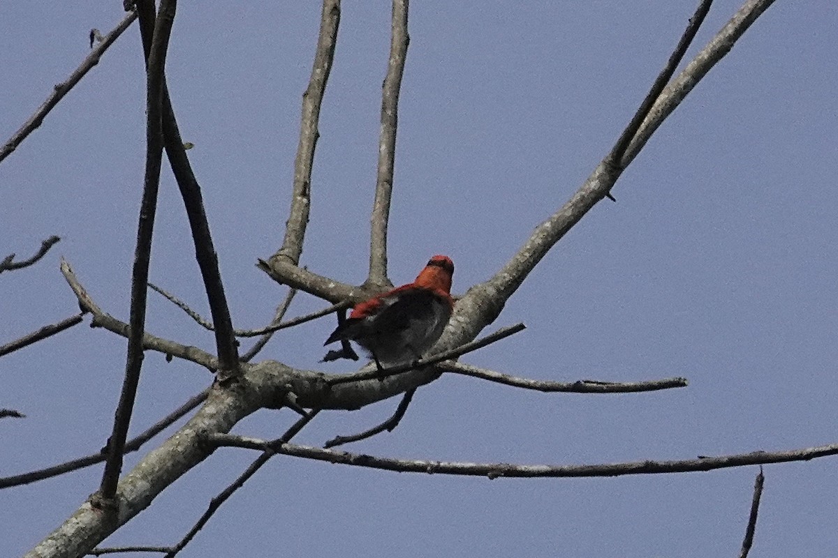 Scarlet-headed Flowerpecker - ML642012659