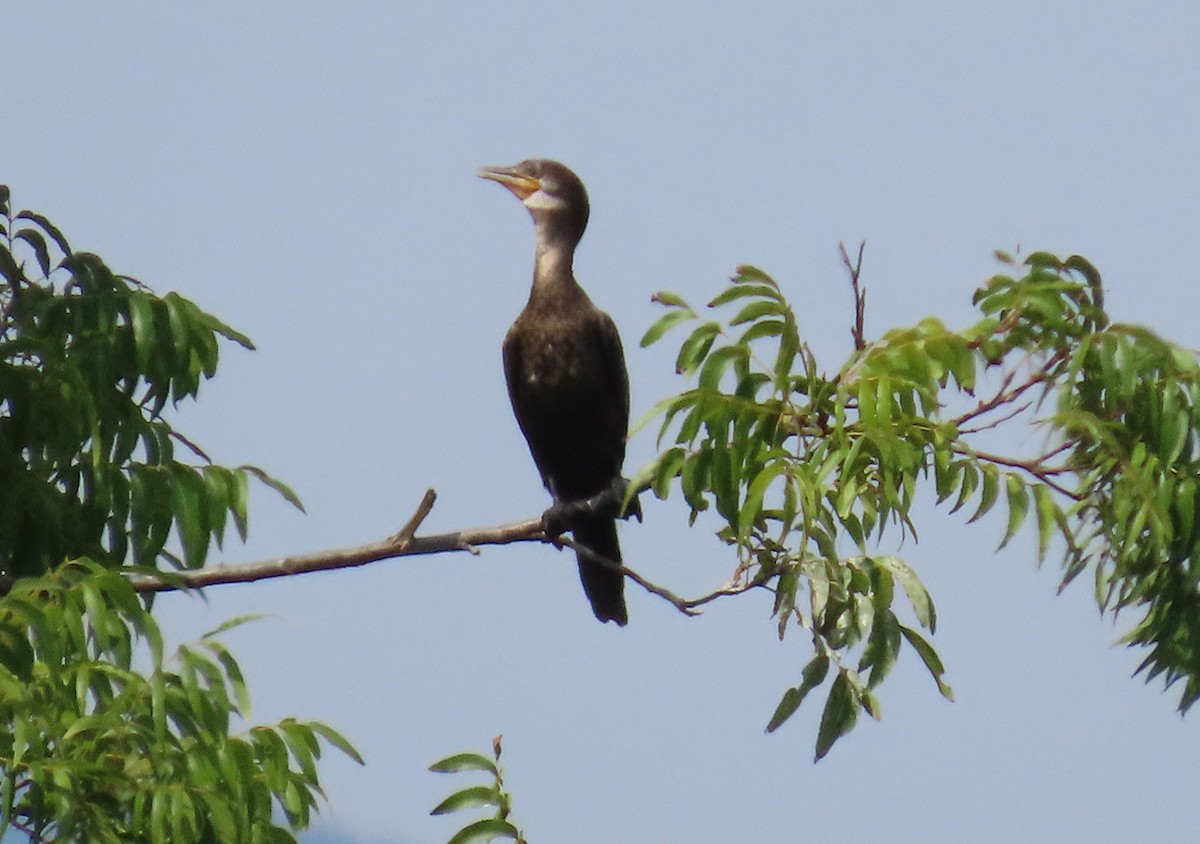 Neotropic Cormorant - ML642012660