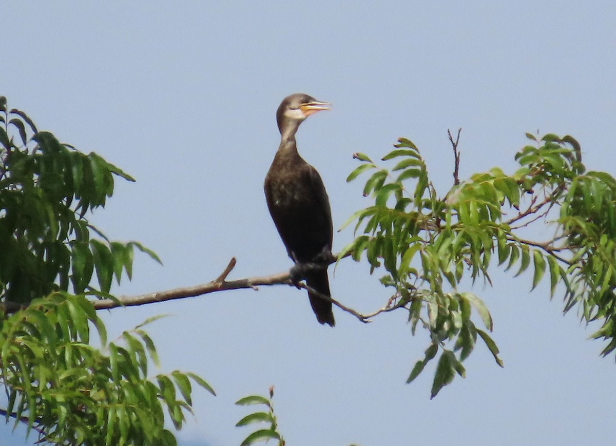 Neotropic Cormorant - ML642012661