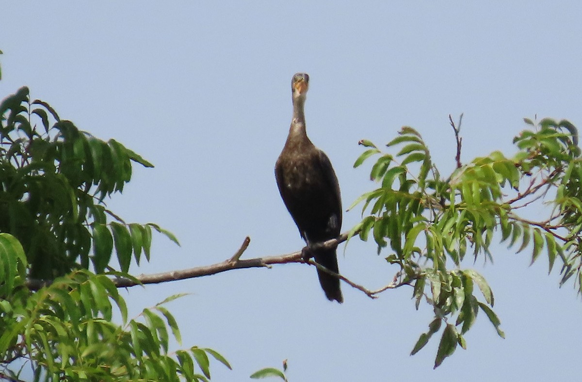 Neotropic Cormorant - ML642012662