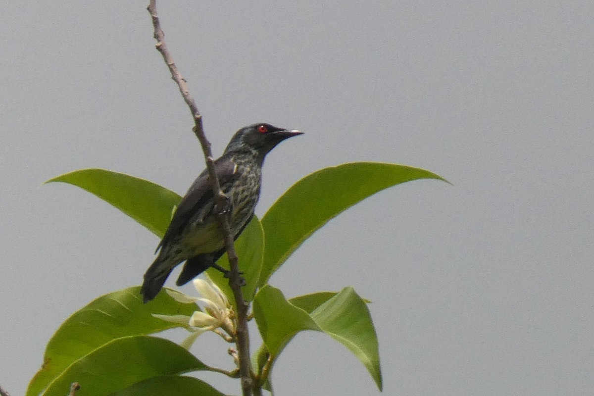 Asian Glossy Starling - ML642012663