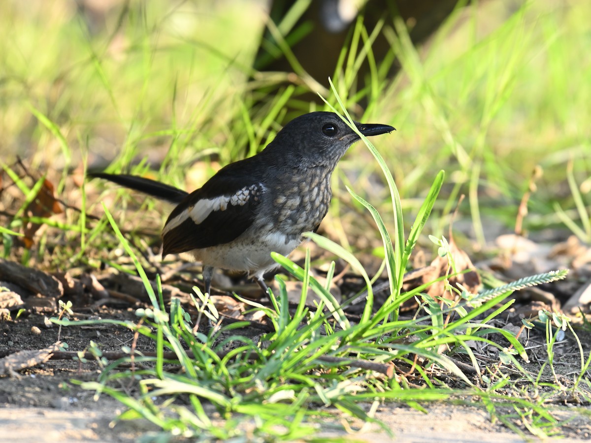 Oriental Magpie-Robin - ML642012665