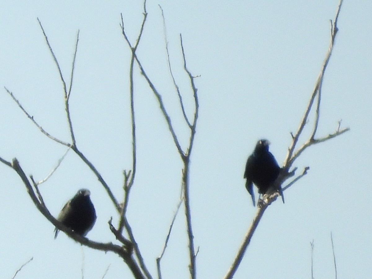 Common Grackle - ML642012666