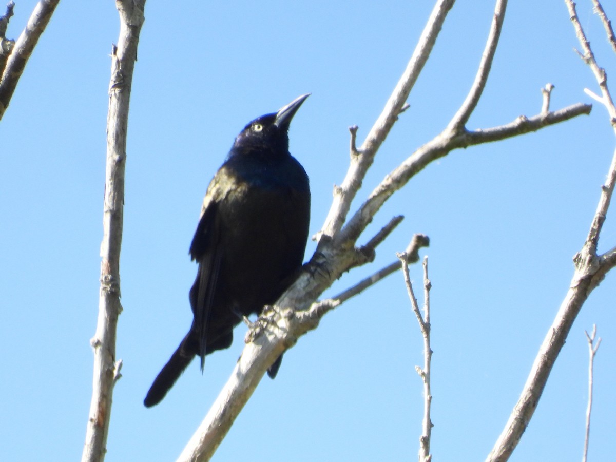 Common Grackle - ML642012667