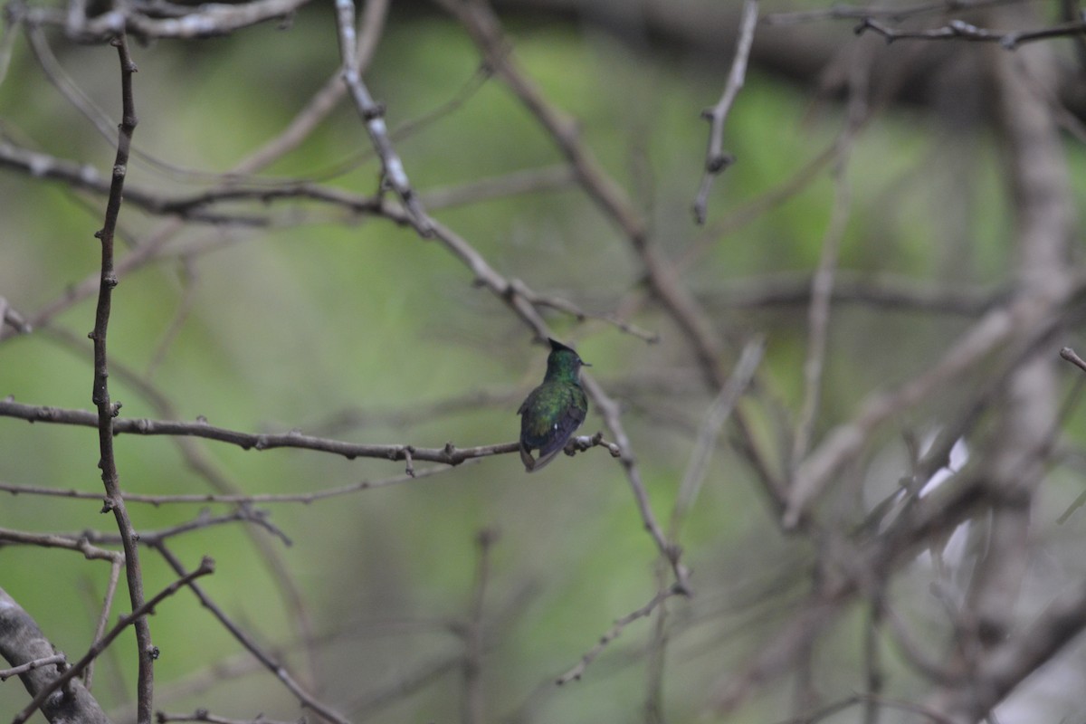 Antillean Crested Hummingbird - ML642012669